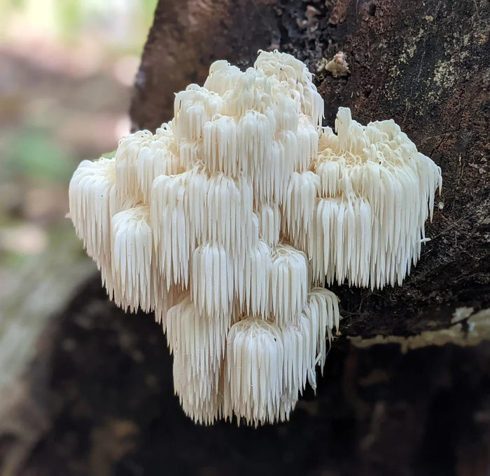 The Power of Fungi: A Beginner's Guide to Medicinal Mushrooms