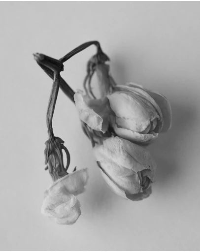 Smoking Rose Scented Oil